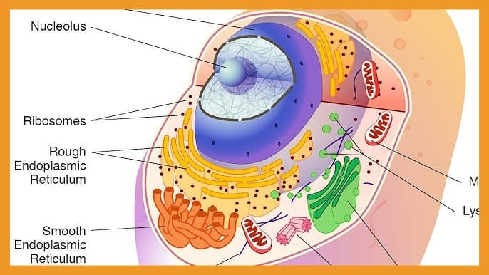 A-Level Biology